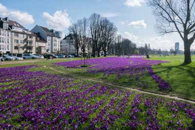 Rheinpark - Blaues Band
